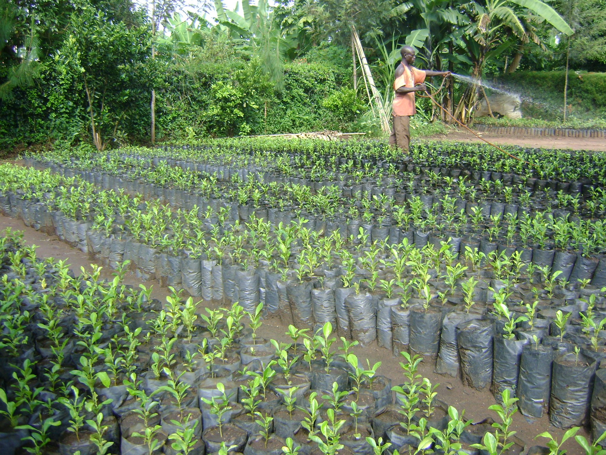 Tree Planting Initiative