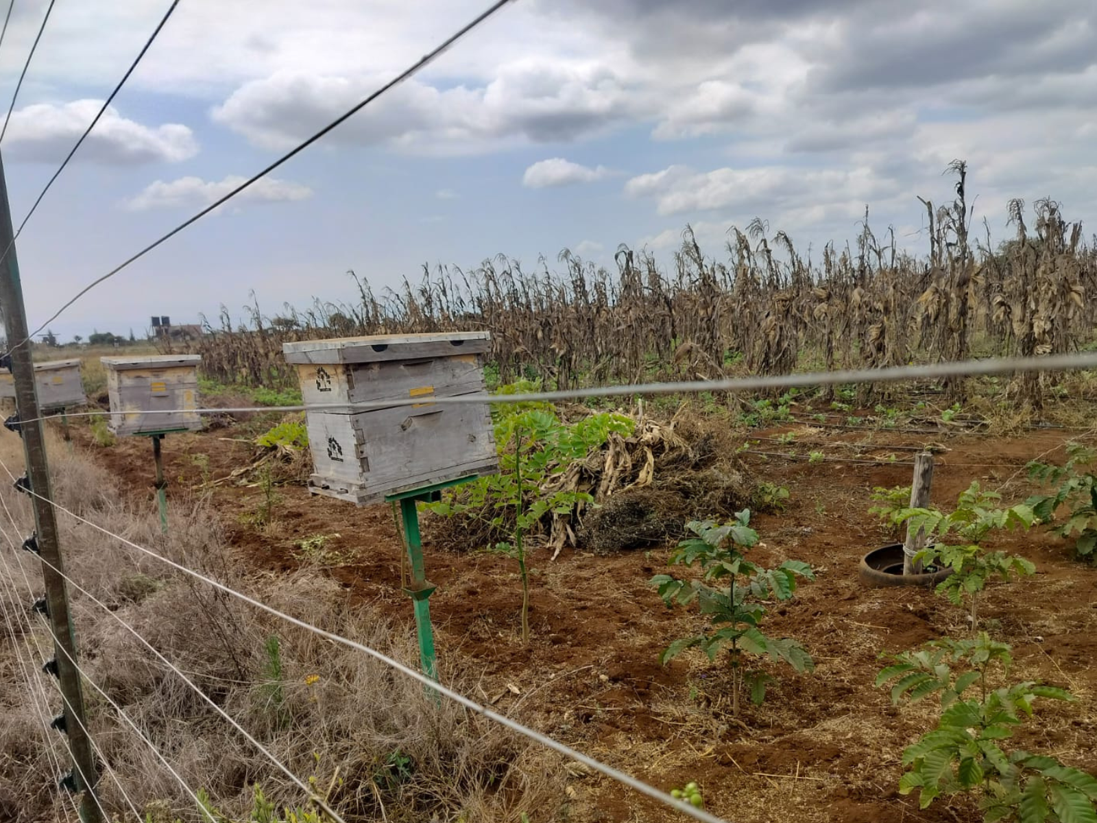 Sustainable Beekeeping Practices